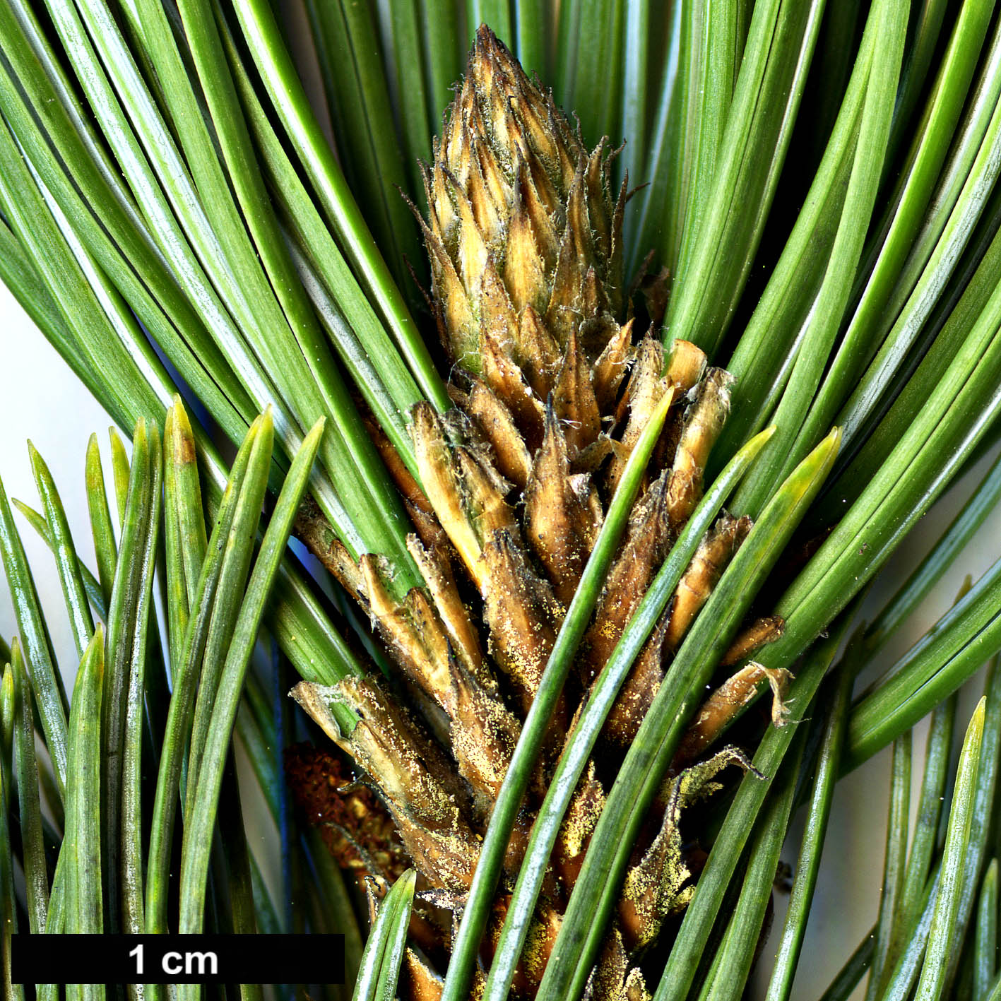 High resolution image: Family: Pinaceae - Genus: Pinus - Taxon: culminicola